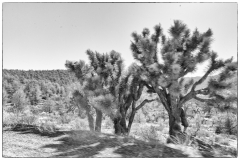 Joshua Trees along the road