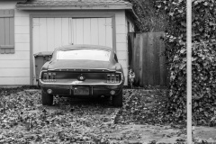 Mustang in Leaves