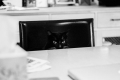 Black Cat