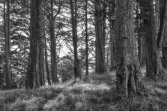 Forrest at McClaren Park SF