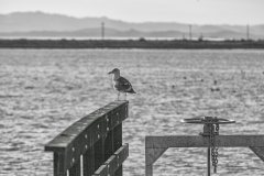 20180203-154429-Canon EOS 5D Mark II-EF70-200mm f-2_8L USM-IMG_8186-Edit-Edit.jpg