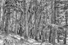 Trees on Trail - Bon Tempe Lake