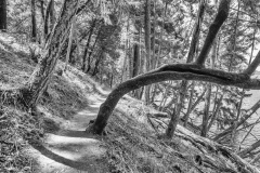 Trees on Trail - Bon Tempe Lake