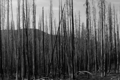 Lassen NP Fire Damage