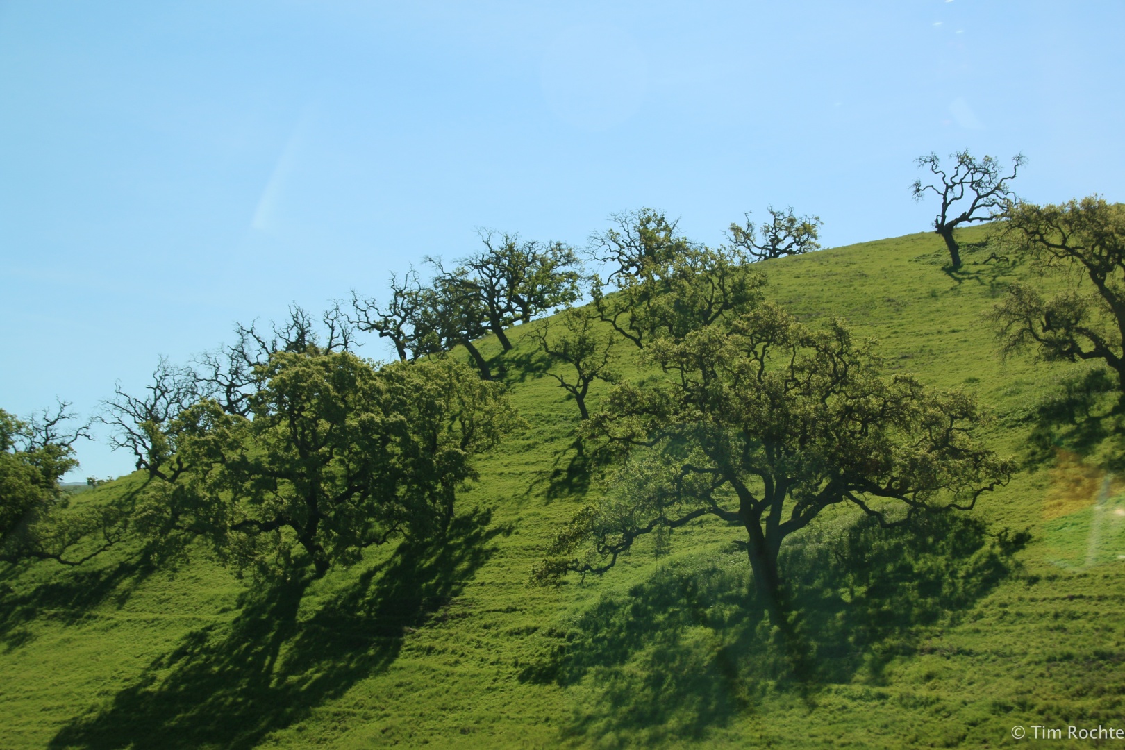 Oaks on hill in spring