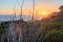 Tree at Rocky Point Inn at Sunset