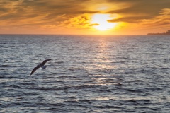 Seagull at sunset color