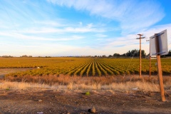 Delta Vinyard at Sunset