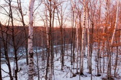 Birch Trees Sunset