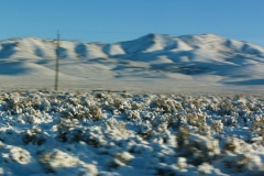 Nevada snow shrubs