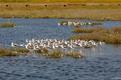 Birds at Shoreline