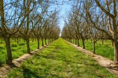 Orchard in Tulare