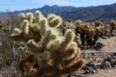 Joshua Tree NP