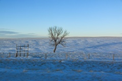 Tree and Snow