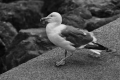 Bird at Ft Point