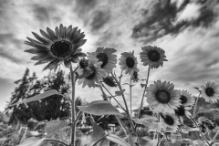 Sunflowers at Rinconada BW