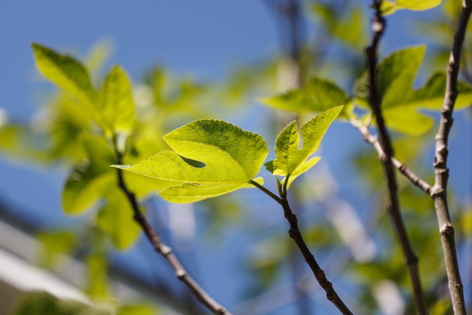 Backlit Fig Leaf