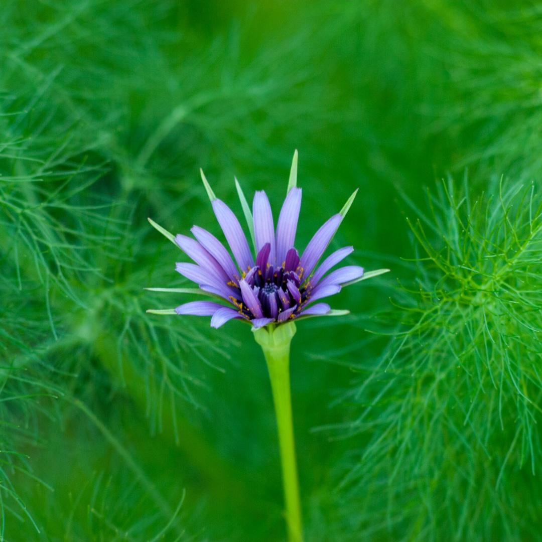 Purple flower in sandbox