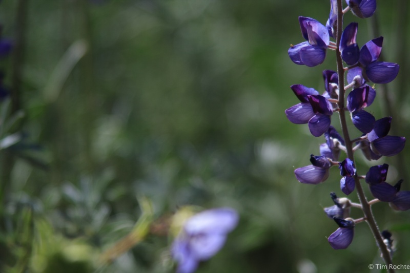Purple wildflowers