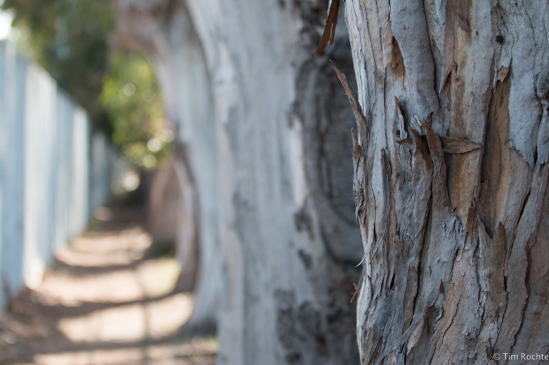 Row of Eucalyptus