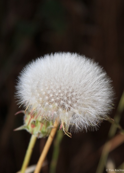 Dandylion