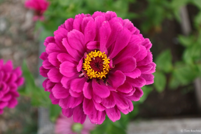 Purple Flower from Top