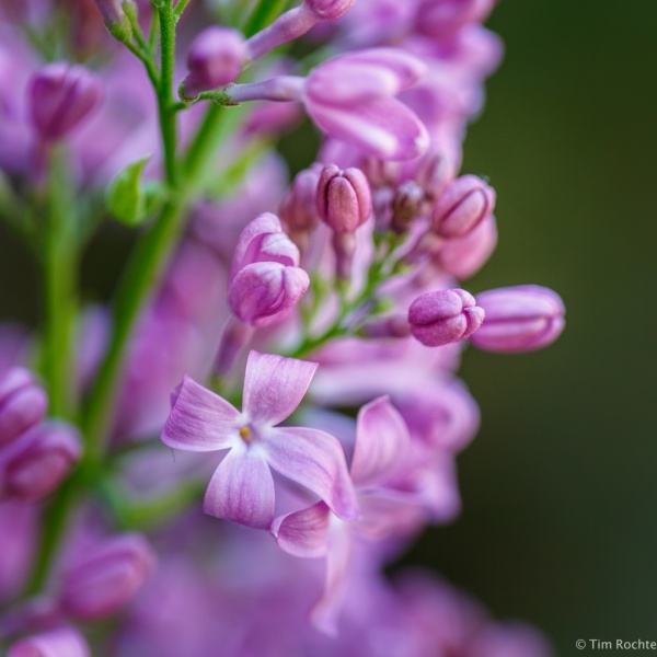 Lilac