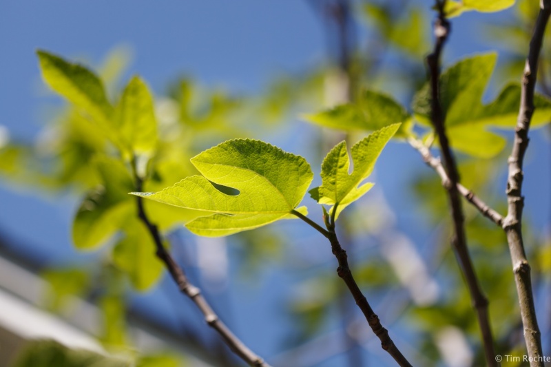 Backlit Fig Leaf