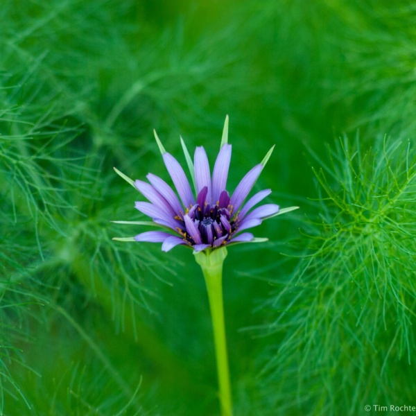 Purple flower in sandbox