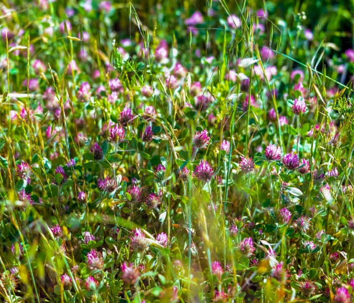 Flowers in the grass along road - Crop