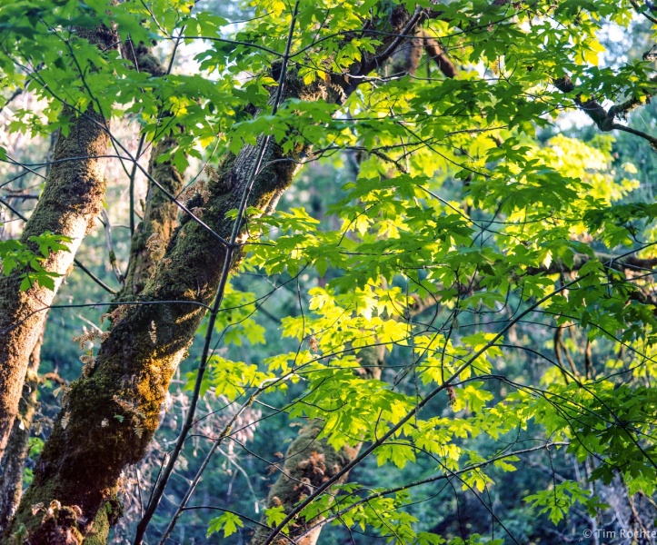 Sun through the leaves