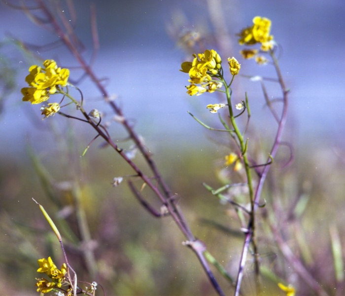 Wildflowers RB67