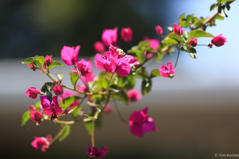 Bougainvillea 1