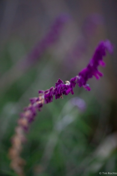20180821-1854-Canon EOS 5D Mark II_EF135mm f-2L USM-IMG_4169.jpg