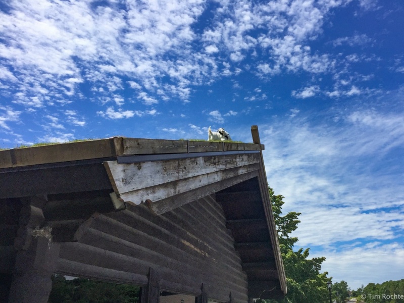Goats on roof in Door County