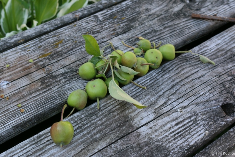 Apples on bench