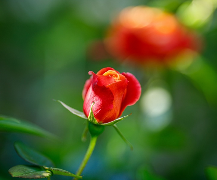 Rose closed