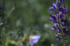 Purple wildflowers