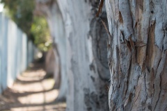 Row of Eucalyptus