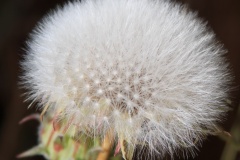 Dandylion
