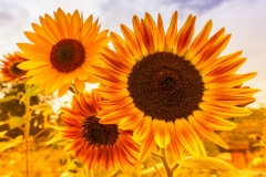 Sunflowers in Riconada Garden
