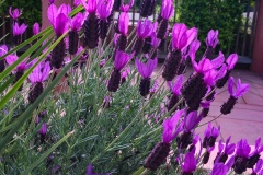 Purple Flowers