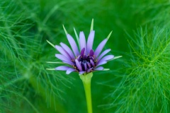 Purple flower in sandbox