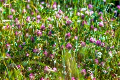 Flowers in the grass along road - Crop