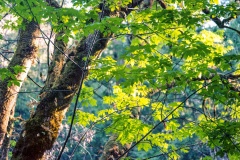 Sun through the leaves