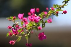 Bougainvillea 1