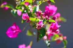 Bougainvillea 2