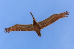 20180609-135540-Canon EOS 5D Mark II-150-500mm-IMG_1493.jpg