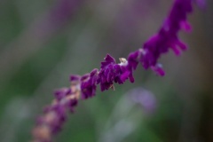 20180821-1854-Canon EOS 5D Mark II_EF135mm f-2L USM-IMG_4169.jpg