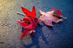 Fall Maple Leaves